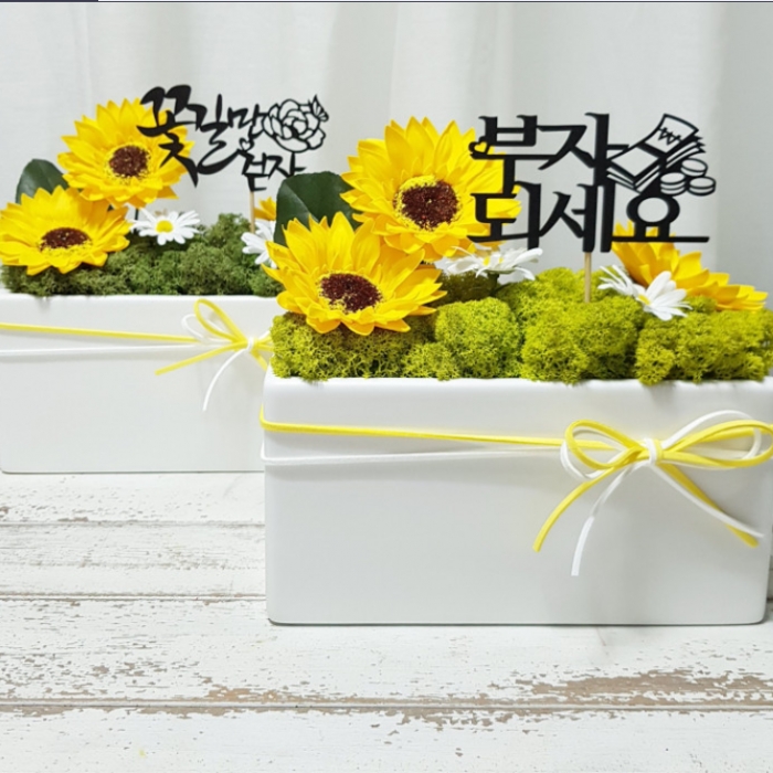 스칸디아모스 해바라기 사각 화분