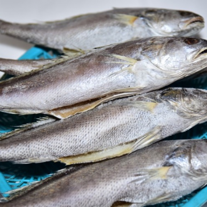 국내산 반건조민어(小, 中) 제수용 제사 선물용 명절용 생선 마른민어 말린민어 [원산지:국...